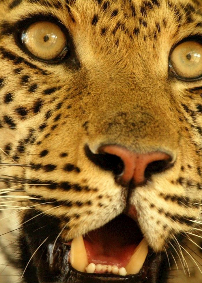 Leopard