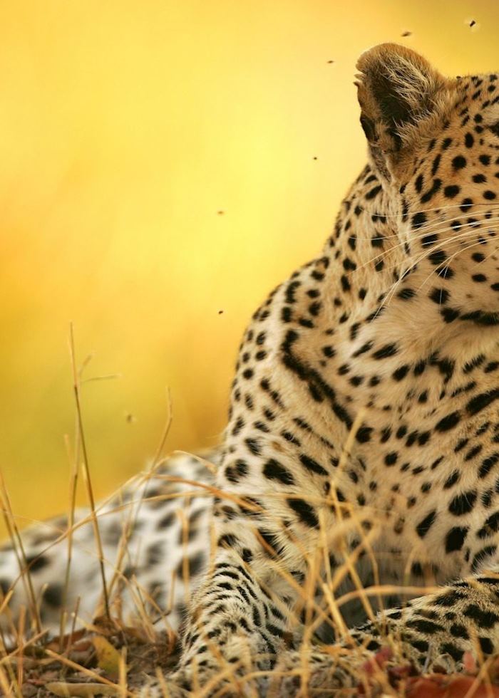 Leopard at rest