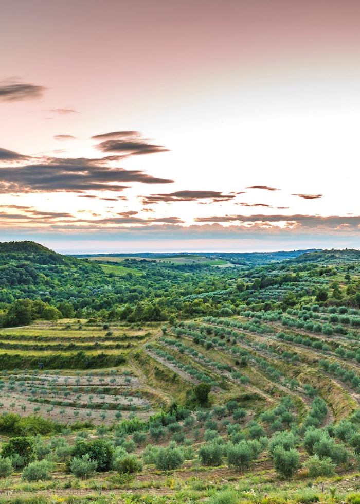 Istrian vineyards