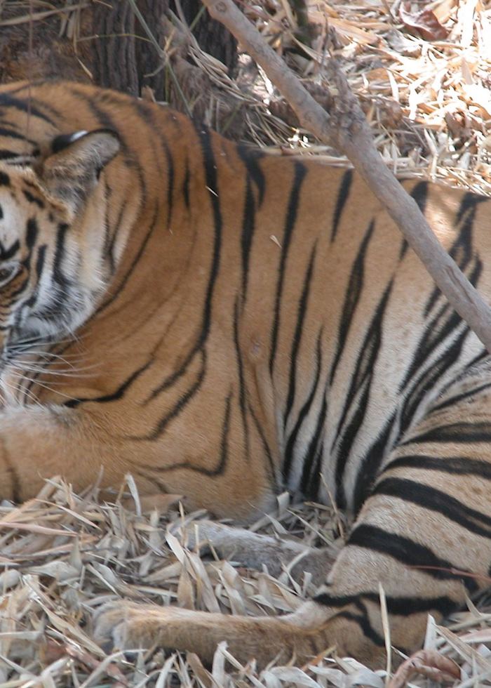 Tiger resting under some bamboo vegetation, Bandhavgarh
