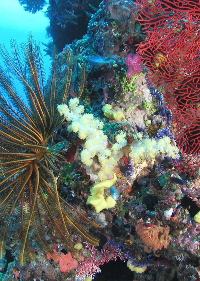 Fiji's beautiful corals