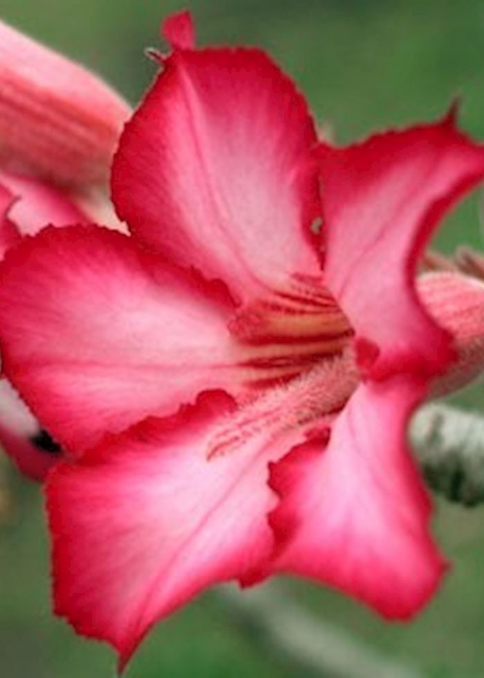 Sabi star flower, Liwonde