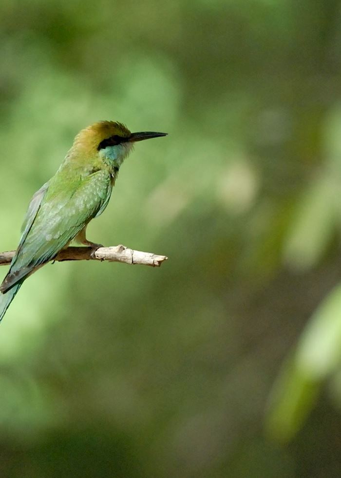 Blue-tailed Bee-eater, Bharatpur