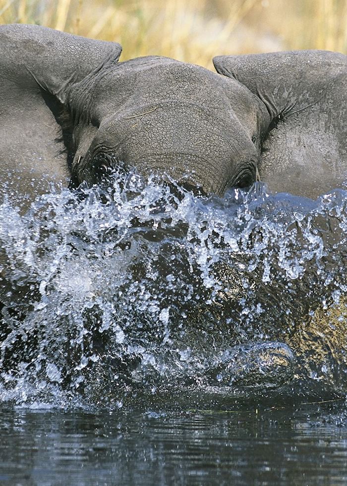 Elephant splashing