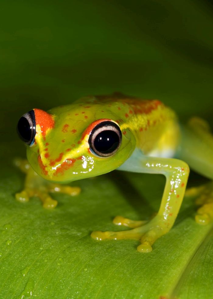 Frog, Andasibe-Mantadia National Park, Madagascar
