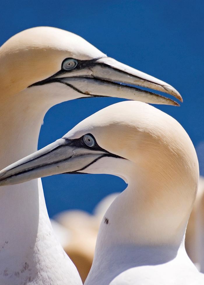 Gannet colony at Bonaventure Island, near Percé