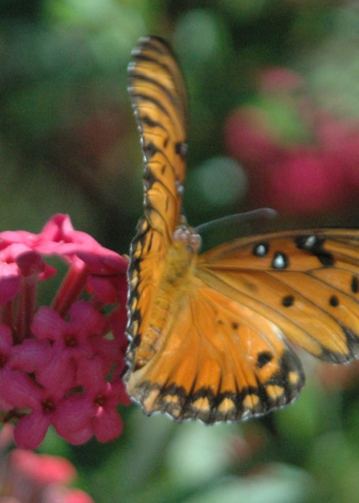 Placencia's wildlife, Belize