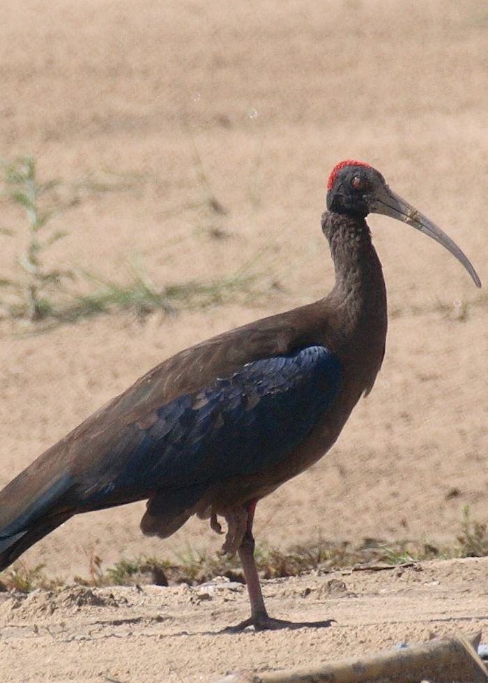 Black Ibis, Chambal Safari Lodge, India