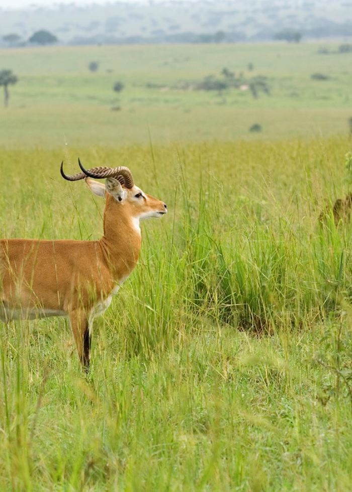 Male Ugandan kob
