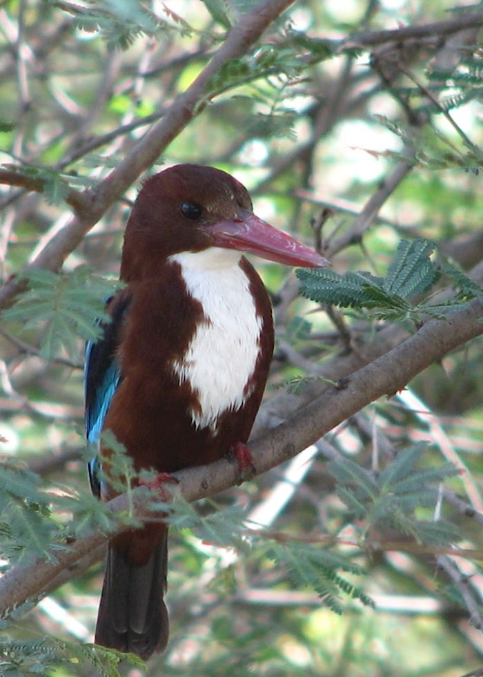 White-throated kingfisher at Gir