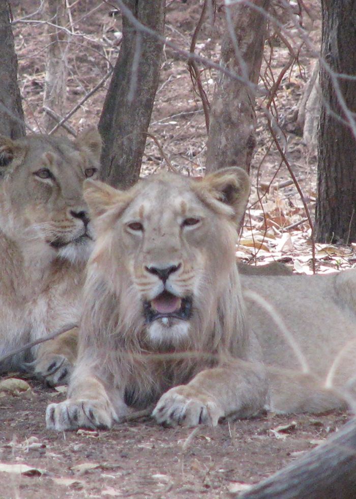 A young male and a female lion sighted at the Sasan Gir National Park on an afternoon safari