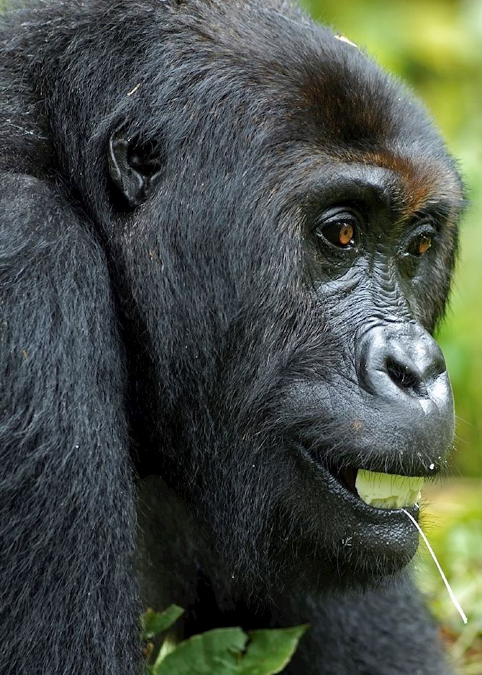 Mountain gorilla