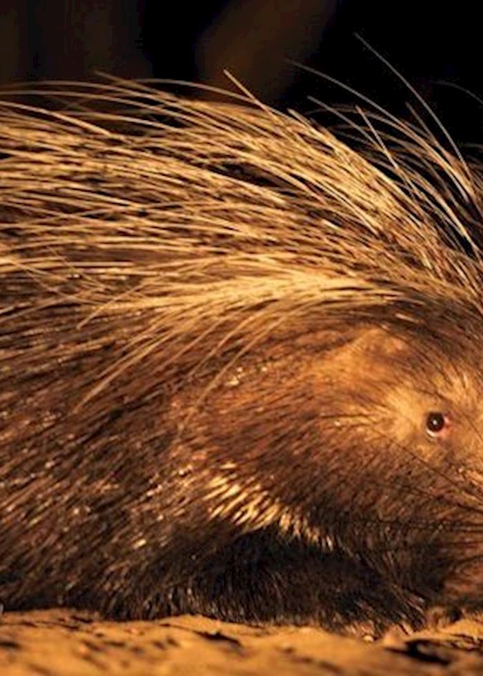 Porcupine in the Kalahari