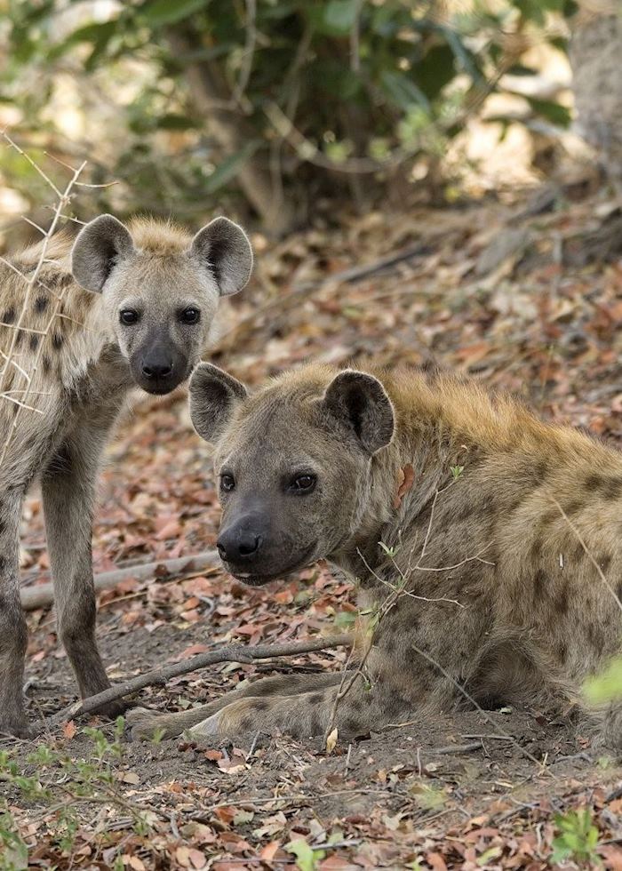 Spotted hyena on Chief's Island