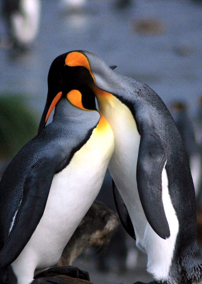 King penguins, South Georgia