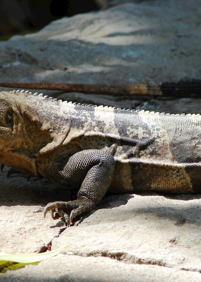 Black Iguana, Costa Rica