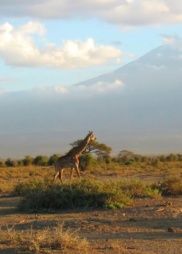 Giraffe in Amboseli National Park