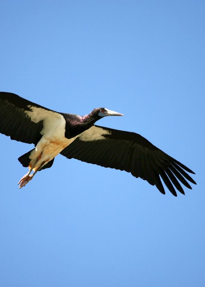 Black stork in Amboseli