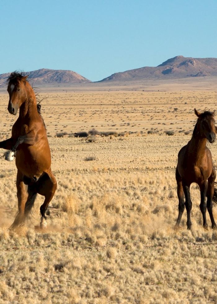 The wild horses at Aus
