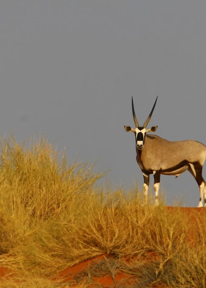 Gemsbok in the NamibRand