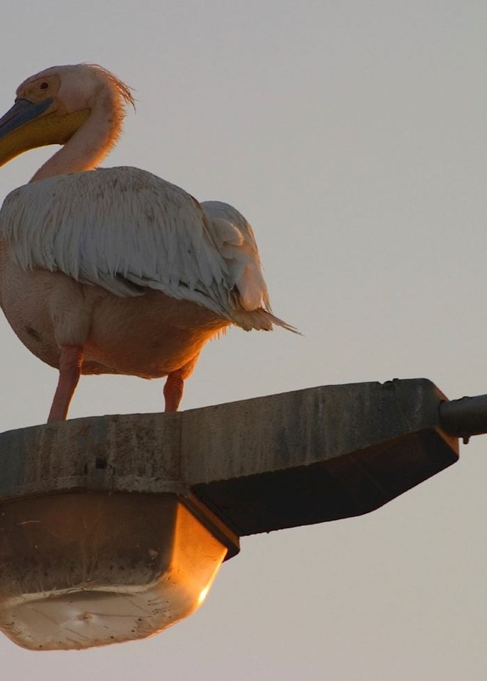 White pelican resting on a lamp post