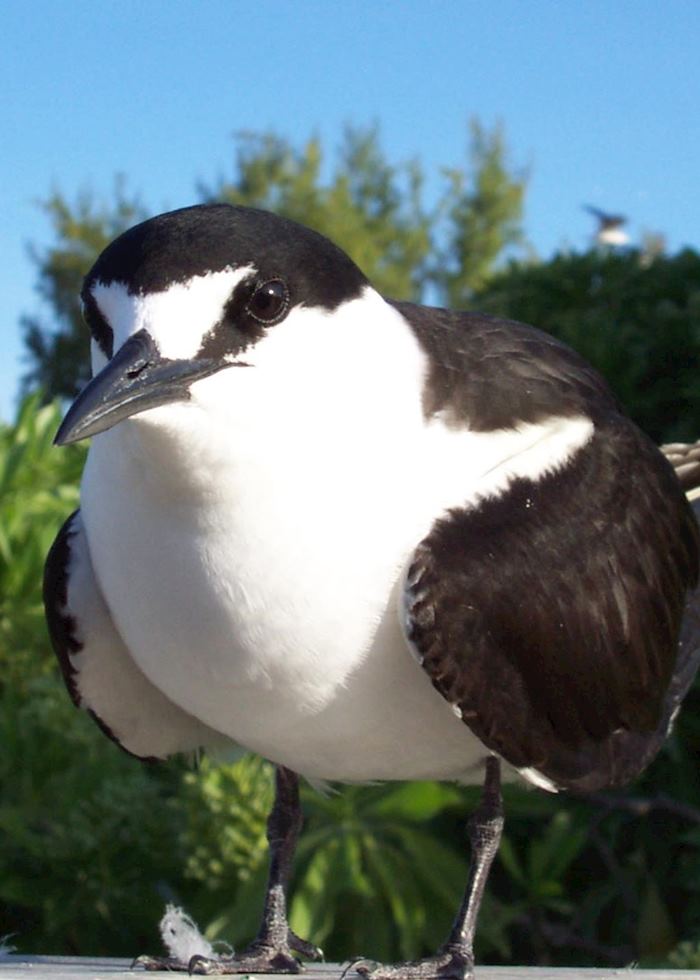Sooty tern, Bird Island