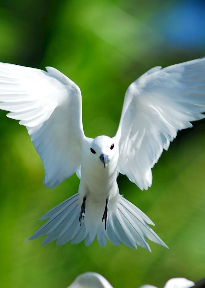 Fairy tern