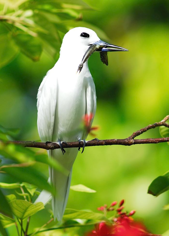 Tropic bird with fish
