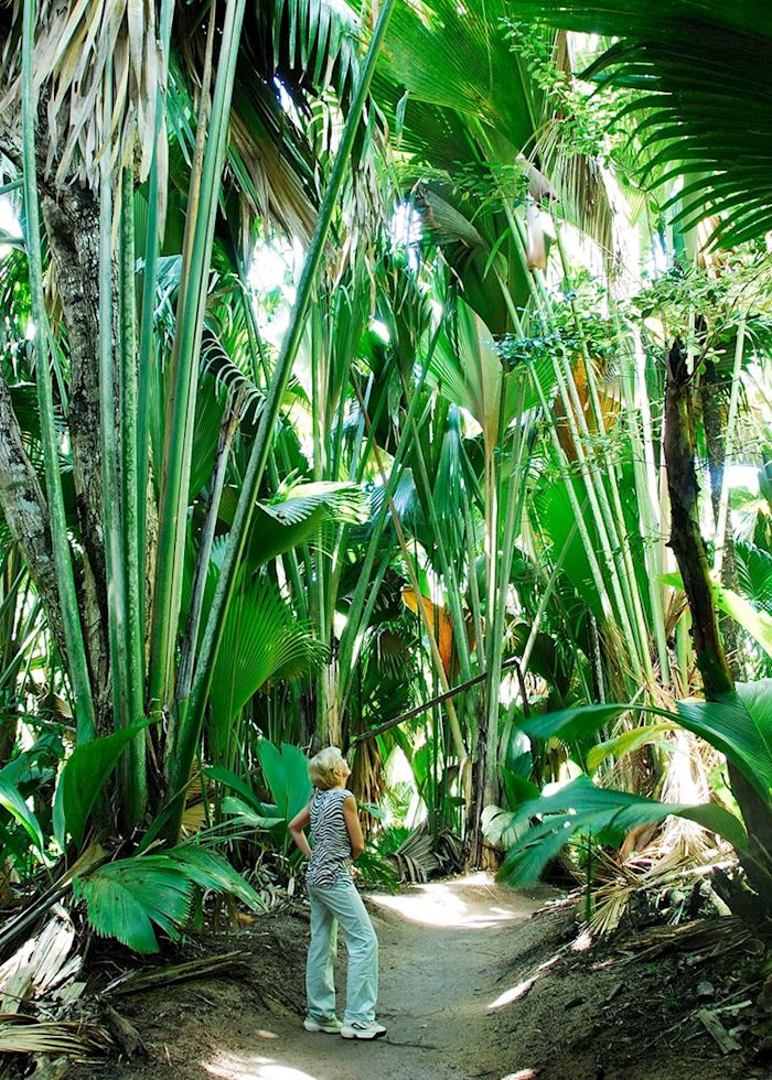 Walking in the Vallee de Mai Forest, Praslin