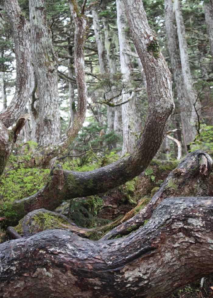 Alpine Forest, Juneau