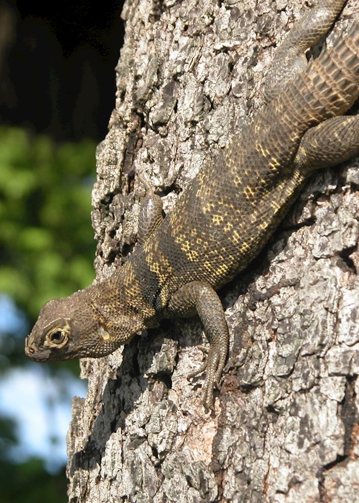 Anjajavy Private Nature Reserve, Madagascar