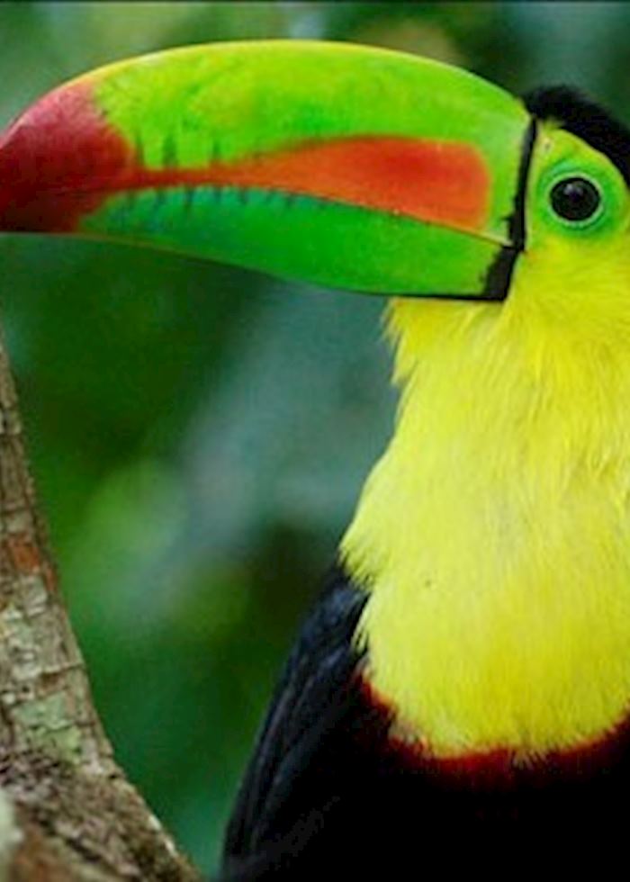 Toucan, Pacuare Lodge
