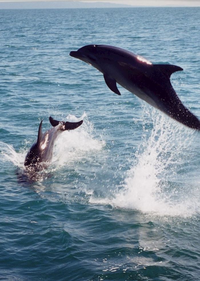 Dolphins in the bay, Whakatane