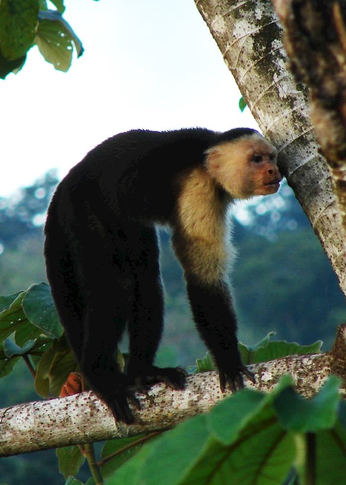 Capuchin Monkey, Lapa Rios