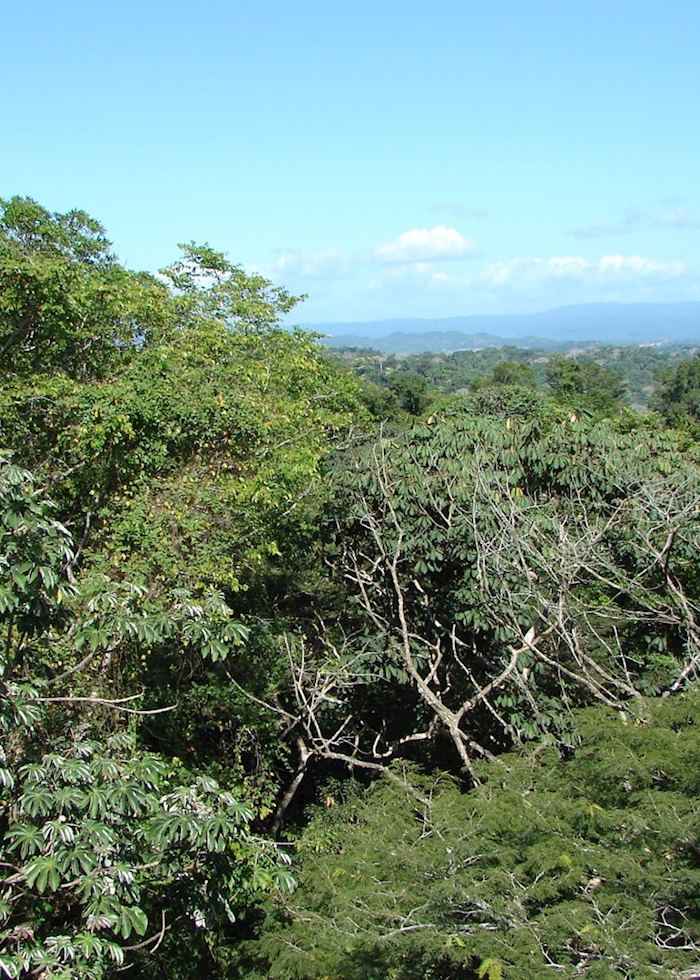 View from Canopy Tower, Panama