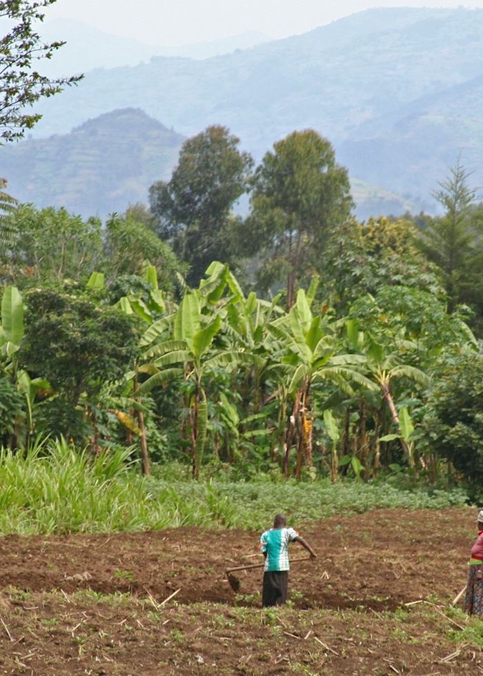 Farmland at the foothills of the Virunga Volcanoes