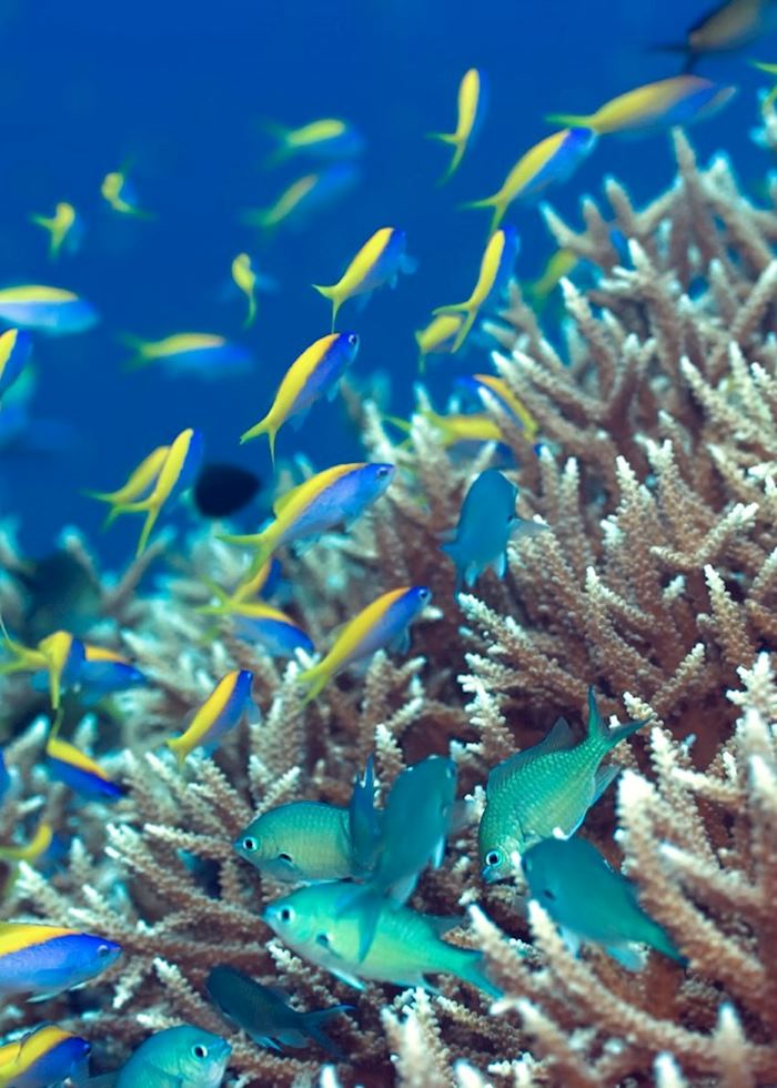 Tropical Fish, The Maldives
