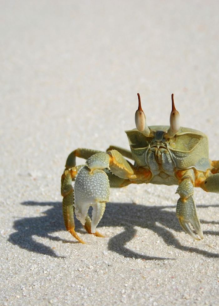 Crab, The Maldives