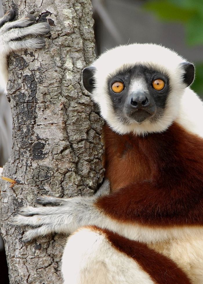 Sifaka at Anjajavy