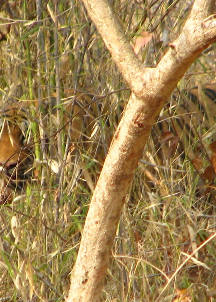 The elusive Bengal tiger