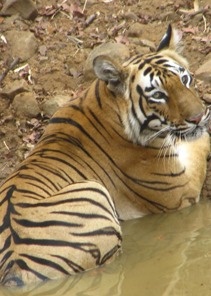 An adult male Bengal tiger resting in a water body