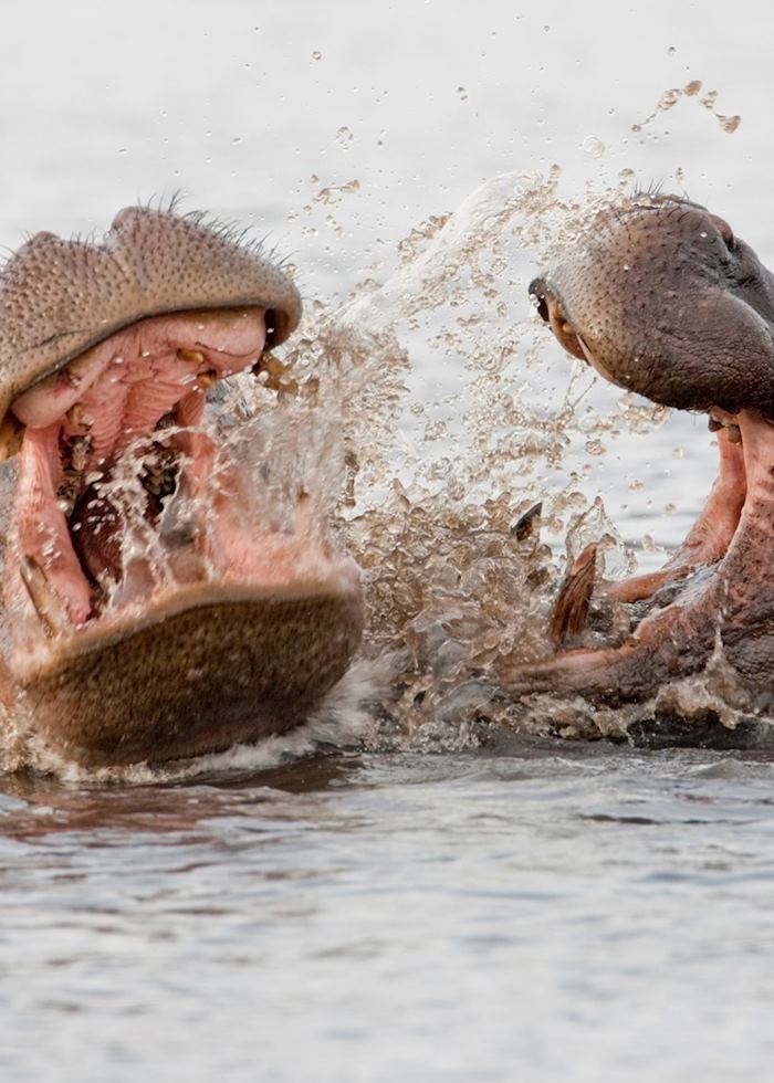 Hippo in the Zambezi