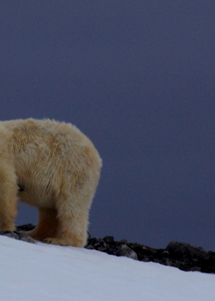 Polar bear, Spitsbergen