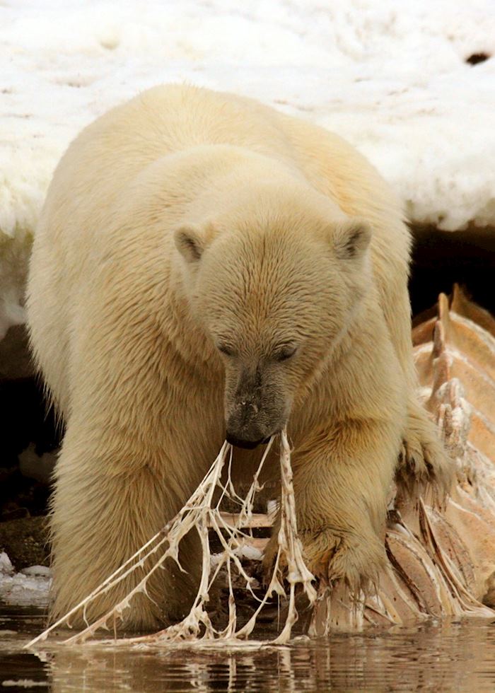A bear tucking in to a washed up whale carcass