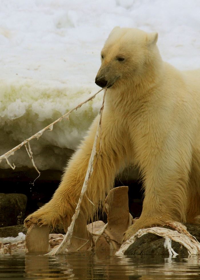A bear tucking in to a washed up whale