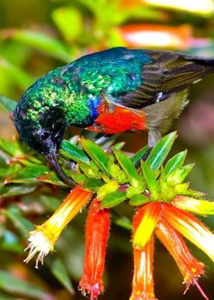 Rwenzori double-collared Sunbird, Nyunwge Forest