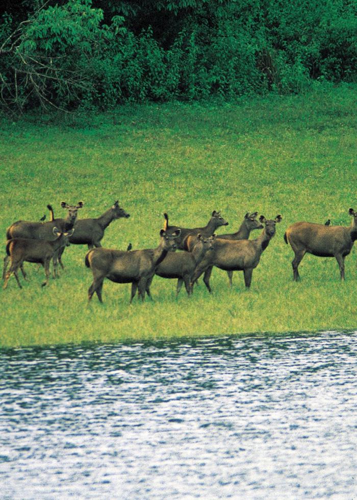 Deer at Nagarhole National Park