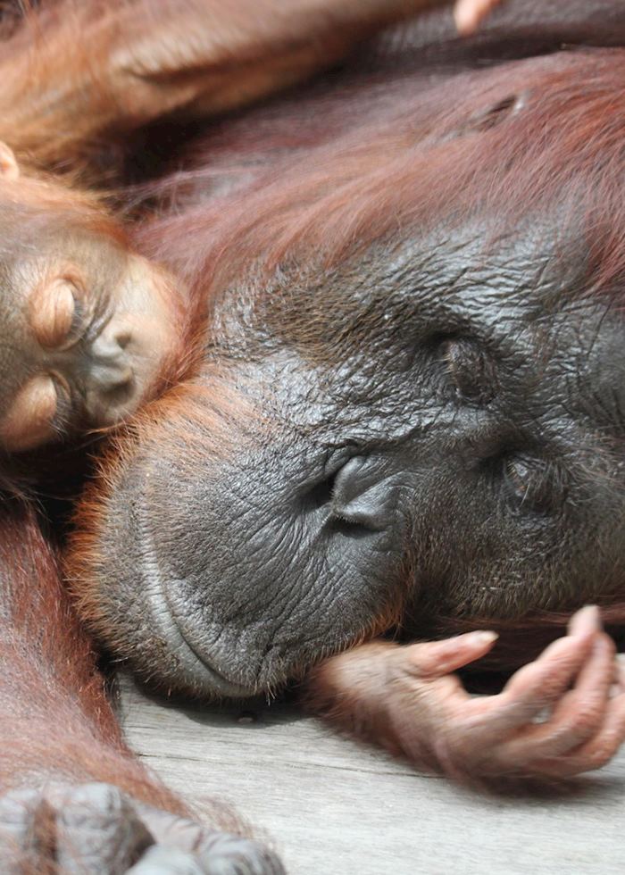 Orangutan and baby, Tanung Puting National park