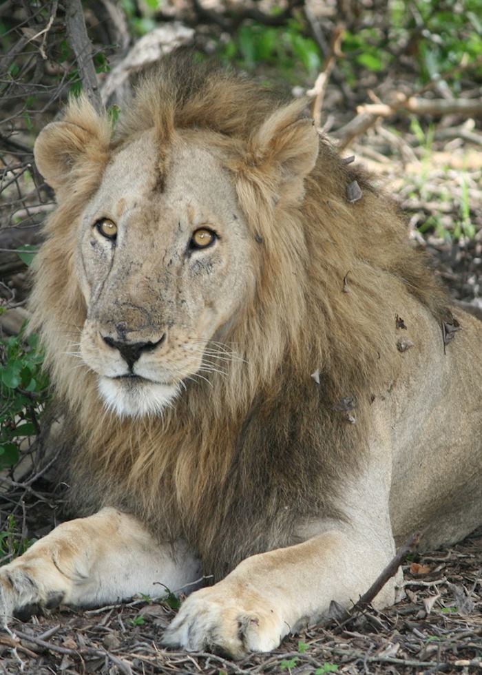 Lion, Katavi National Park