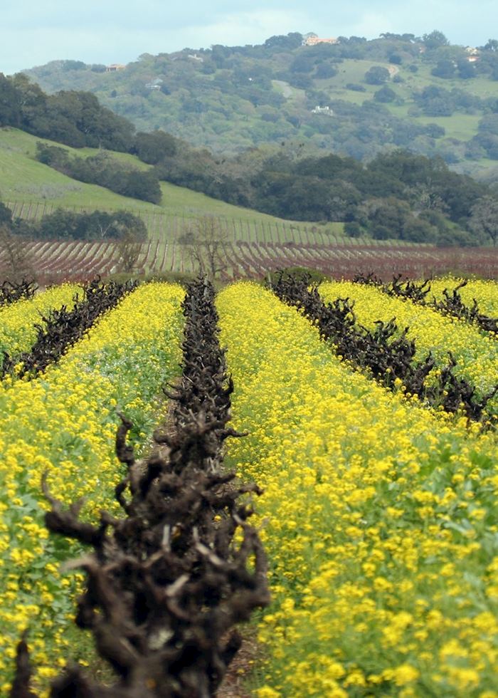 Mustard growing between the vines, Sonoma County, northern California